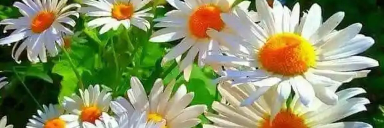 madonnachiw's profile banner image