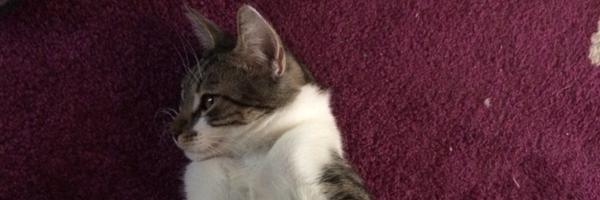 jirschi88 Profile Banner