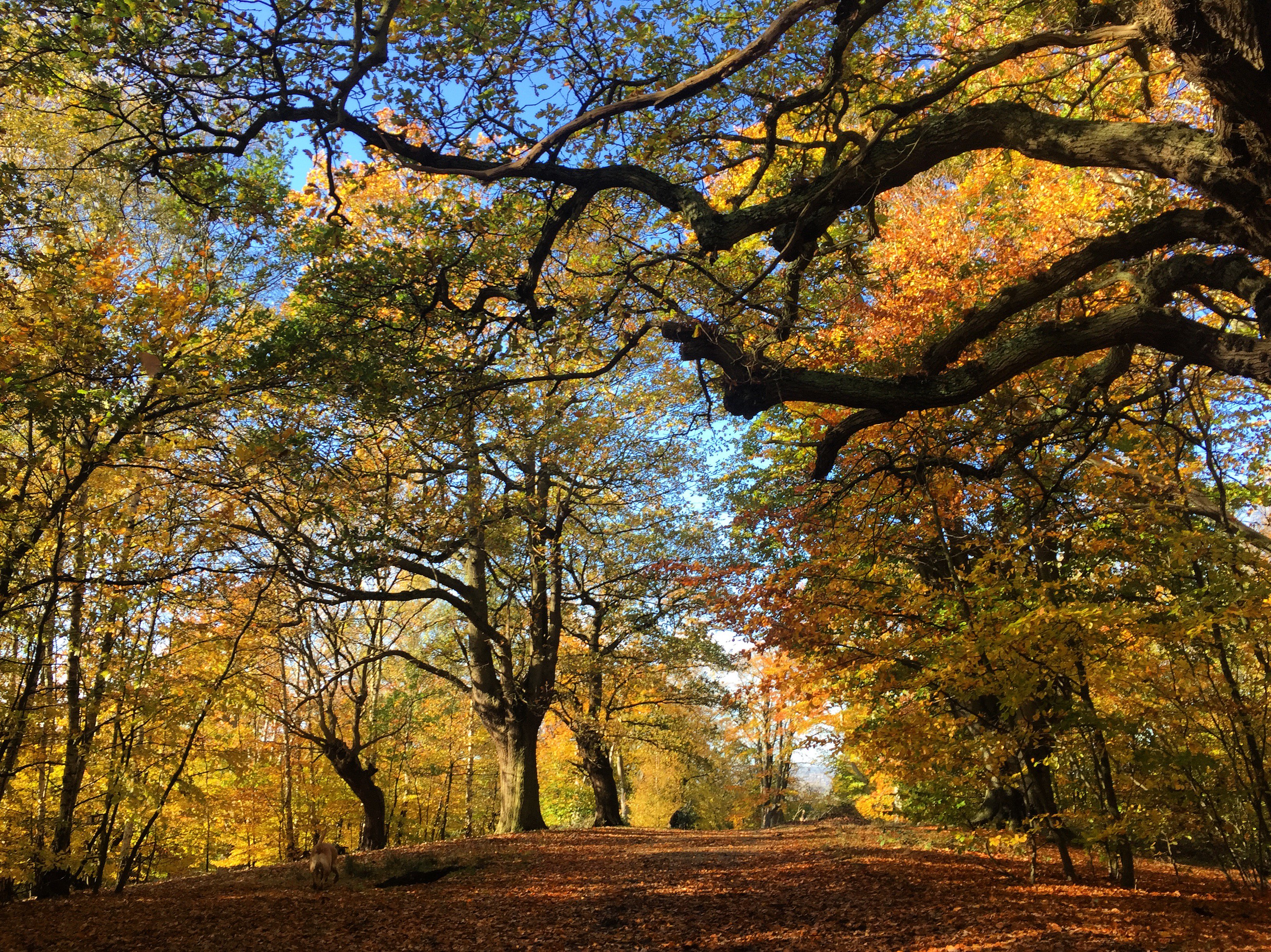 Chanelle Corena banner