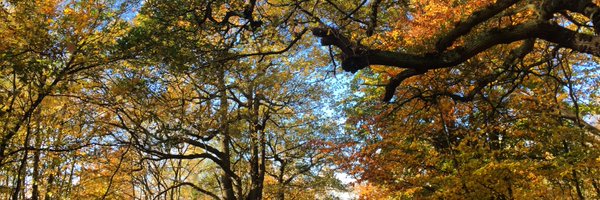 ChanelleCorena Profile Banner