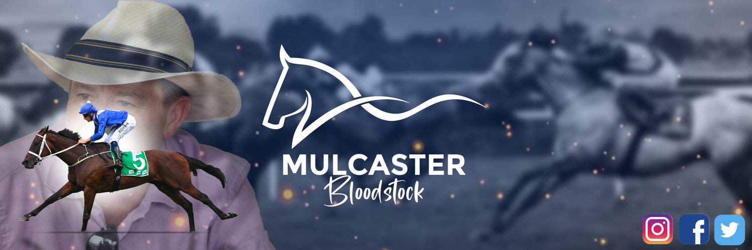 Mulcaster Bloodstock's banner