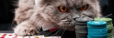 EldenLordWolf.eth banner