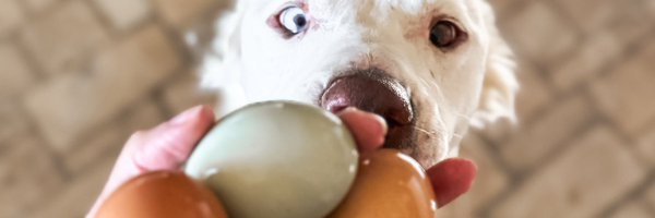 oliveegger Profile Banner