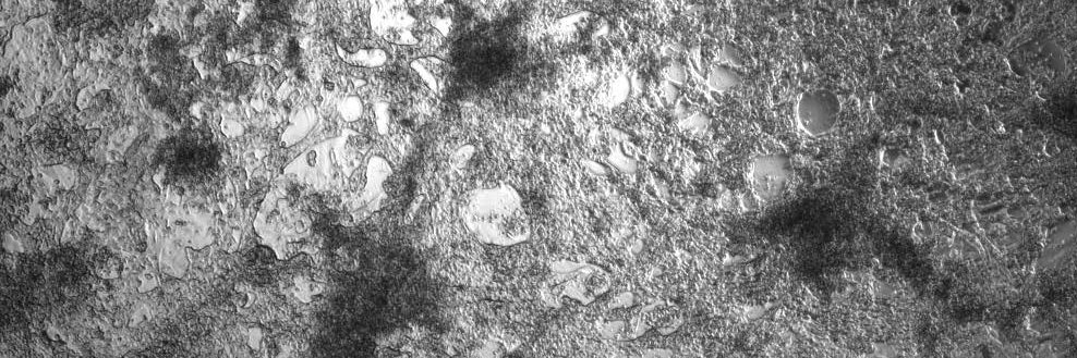 Elisa Lilli Hahn banner