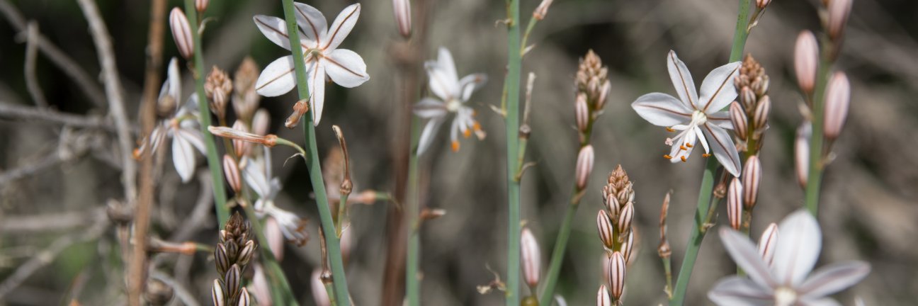 Viviana Reverón banner