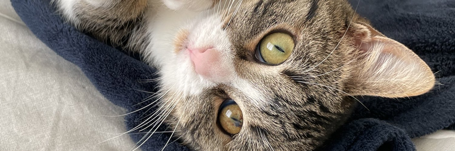 Chtitpanda's profile banner image