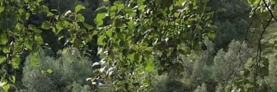 ashie// banner