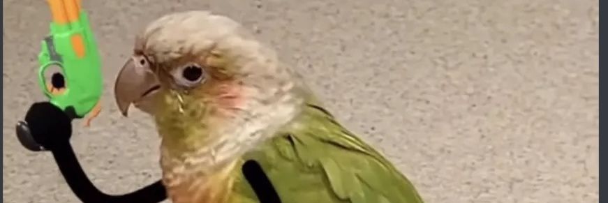 swespider's profile banner image