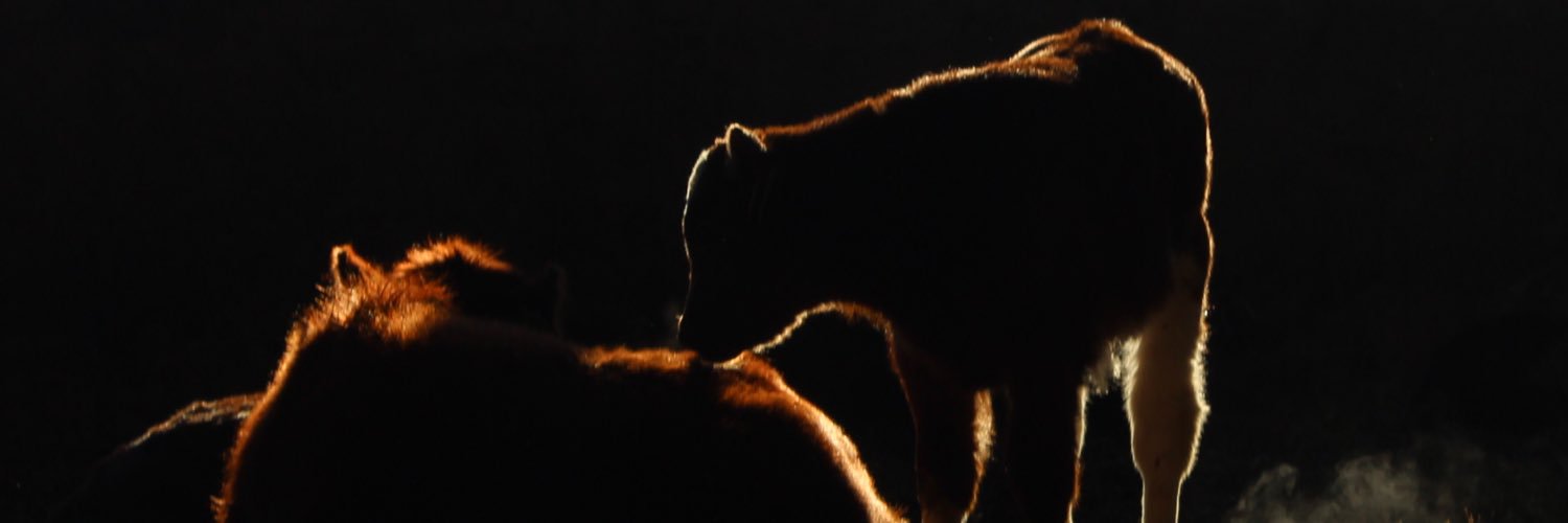 simoon fransen banner