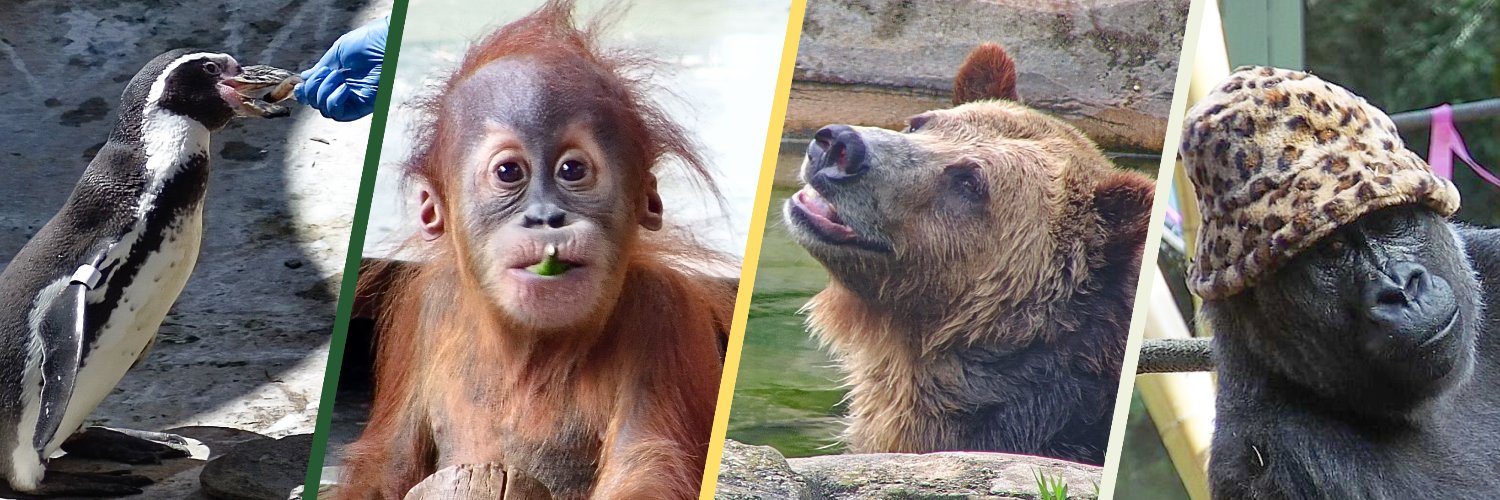 zoolife | The world’s online zoo 🌱 banner