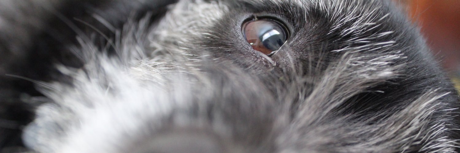 thestephharr's profile banner image