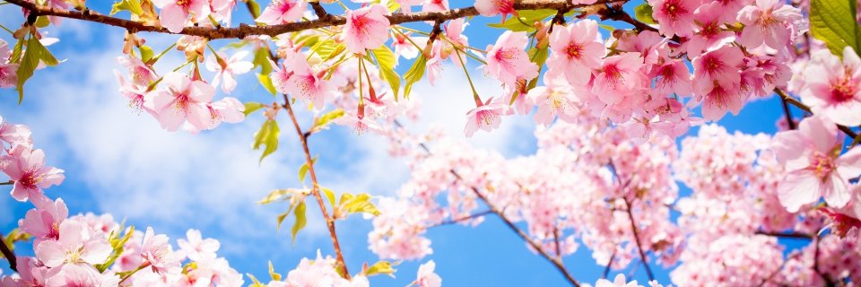 Jess_Drz's profile banner image