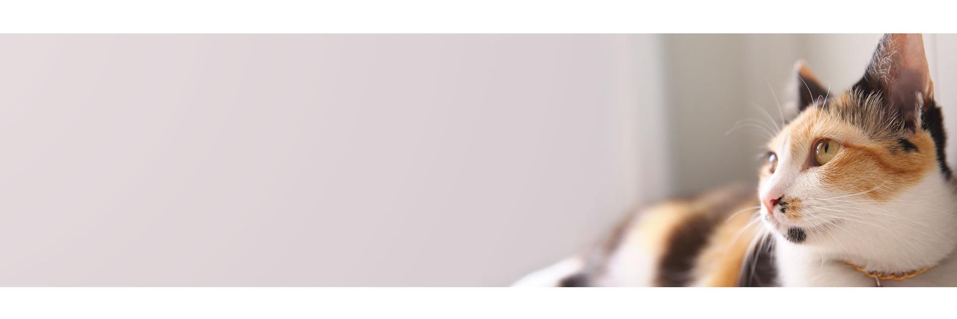 New Cat Condos banner