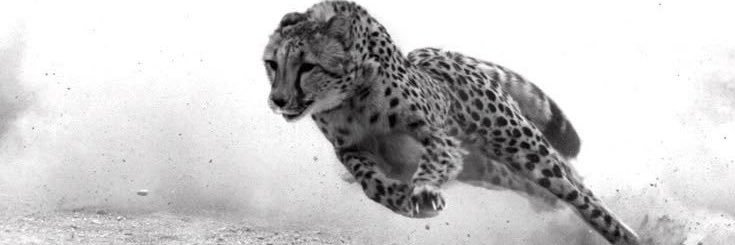 PØ$T¥ (🦴🔨arc) banner