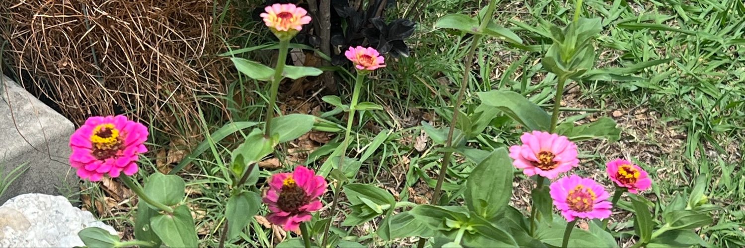 cedarminks's profile banner image