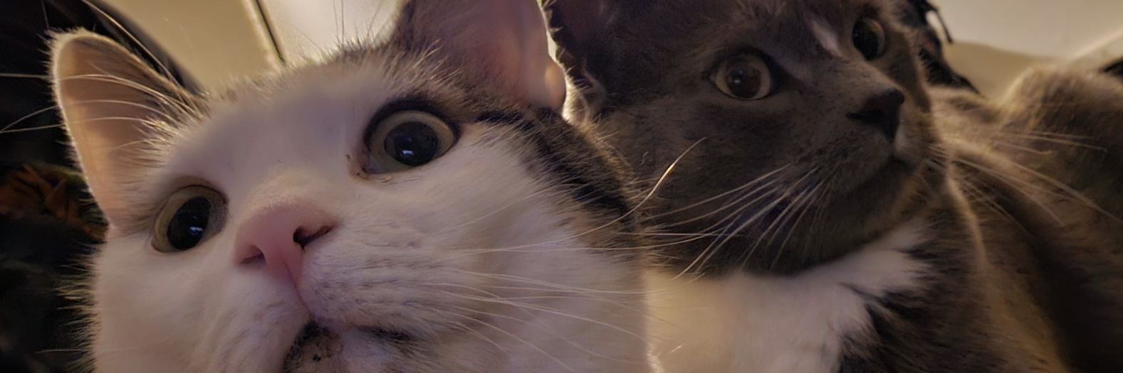 WormElder's profile banner image