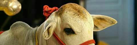 adapathyaravi's profile banner image