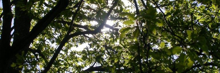 pixie banner