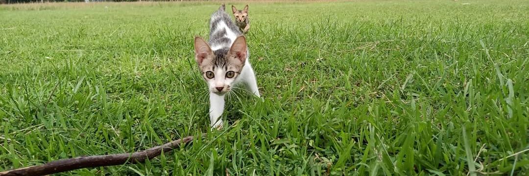 mieuow's profile banner image