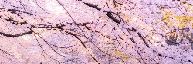 eternal2wind's profile banner image