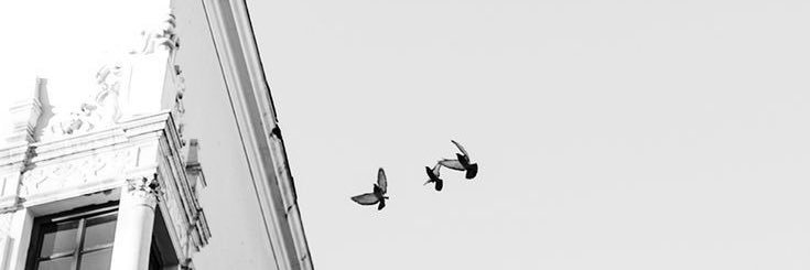 🐶 banner
