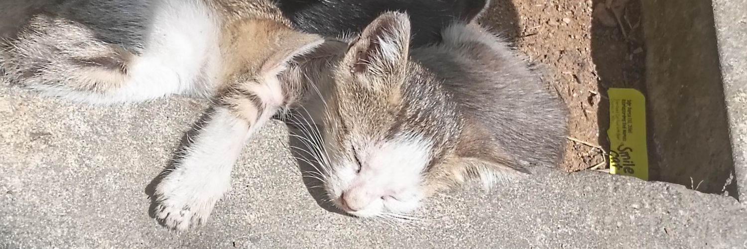 mervylc's profile banner image