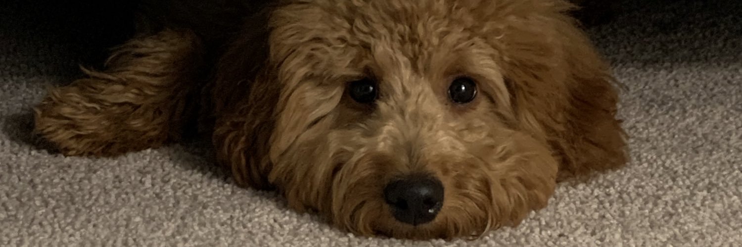 lisamcmaree's profile banner image