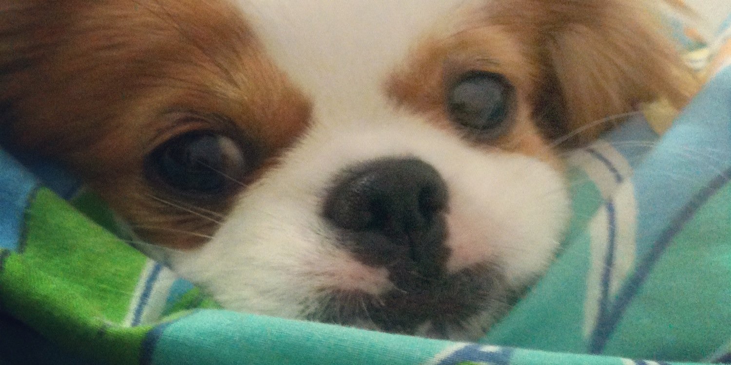 MagdiaOC's profile banner image