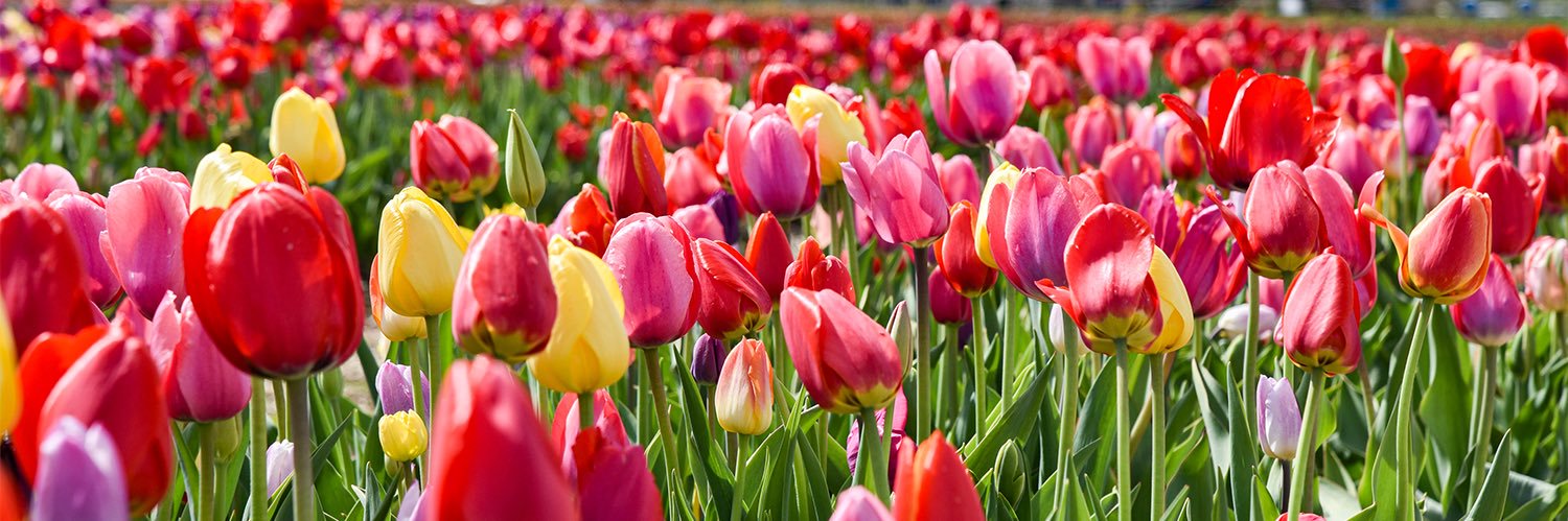 DiscoverNEPA® banner