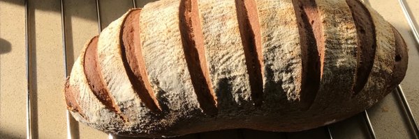 danpelleg Profile Banner