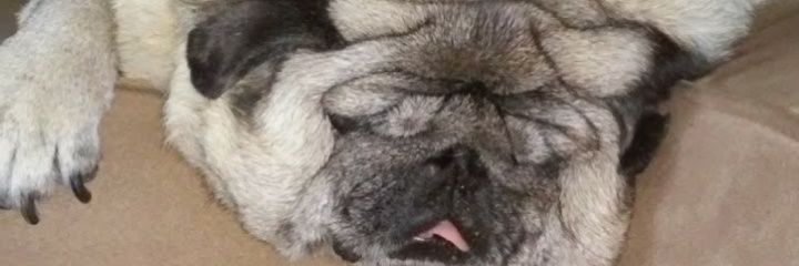 sobcob's profile banner image