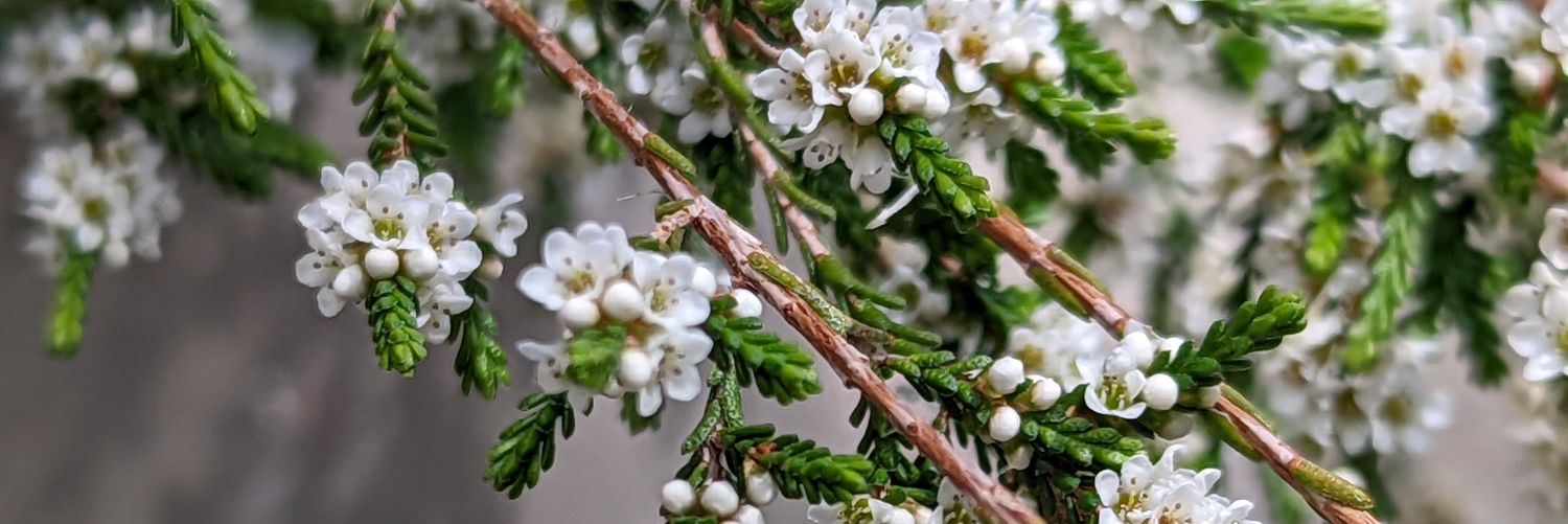 Nancy Petrone banner