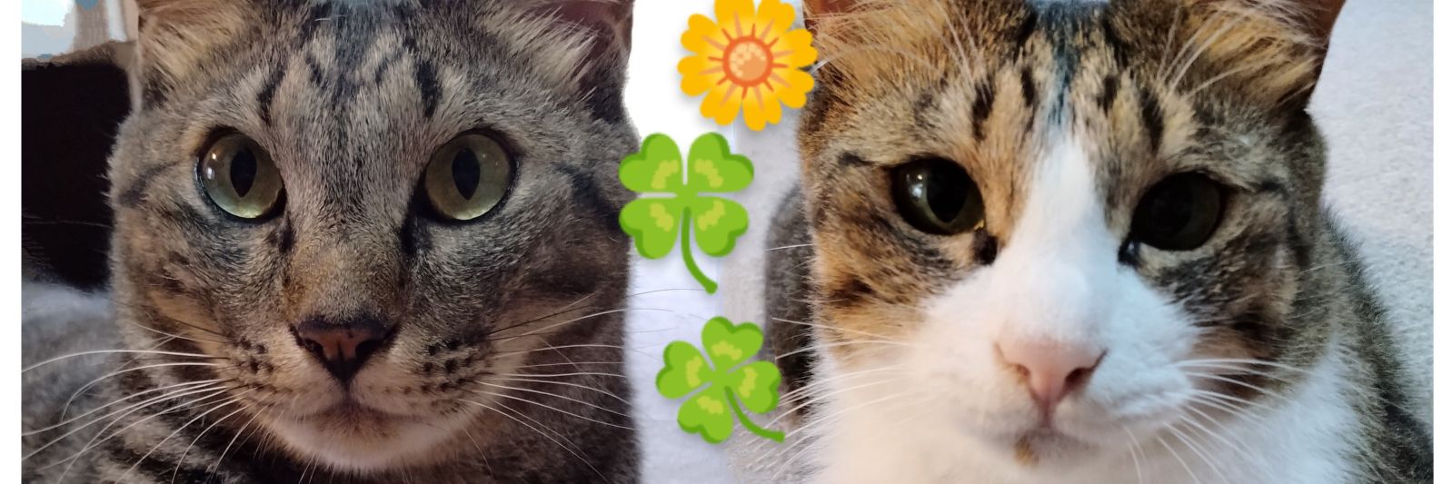 ハル-チ−ク−。 banner