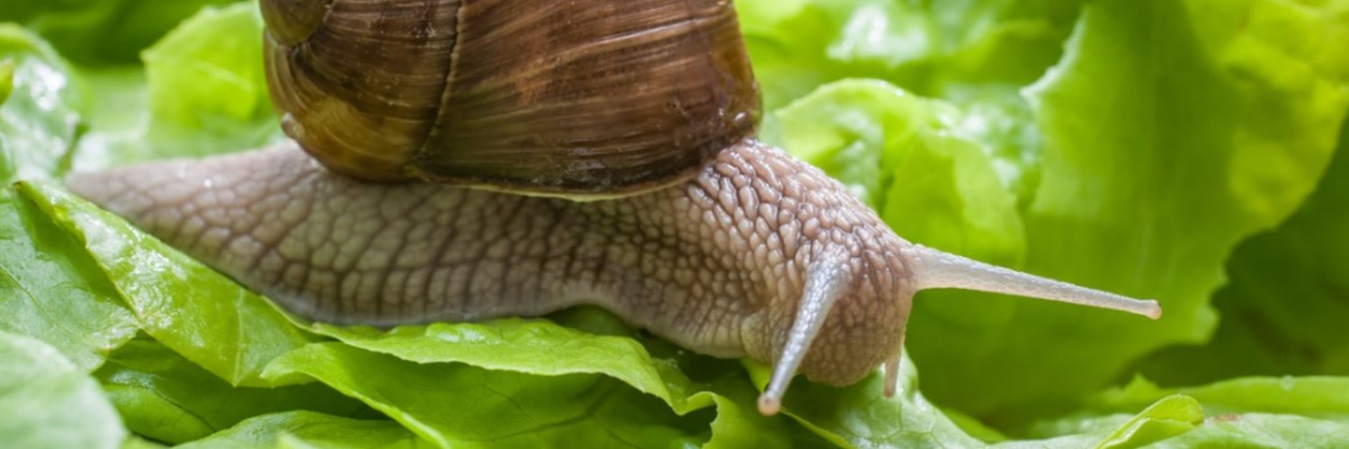 who even knows banner