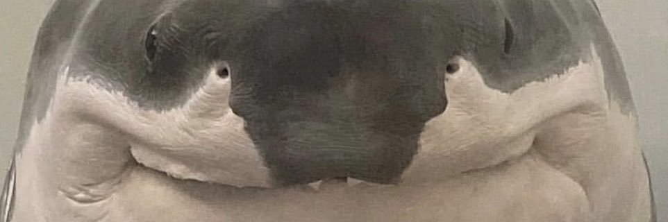 Marcocooooo's profile banner image