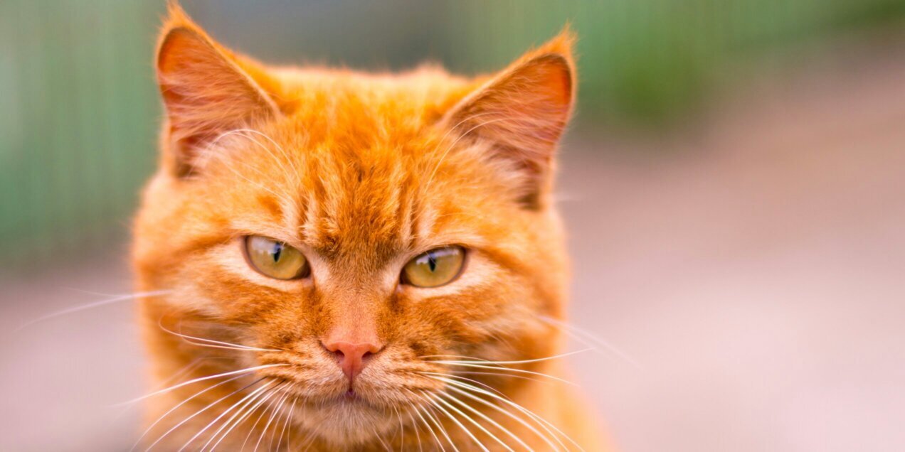 Igor Kostenko 🇺🇦 banner