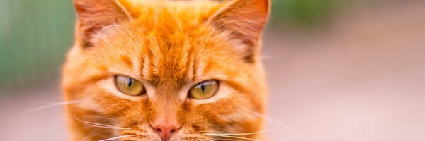 matemink Profile Banner