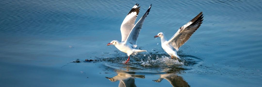 MR INVISIBLE 🇮🇳 banner