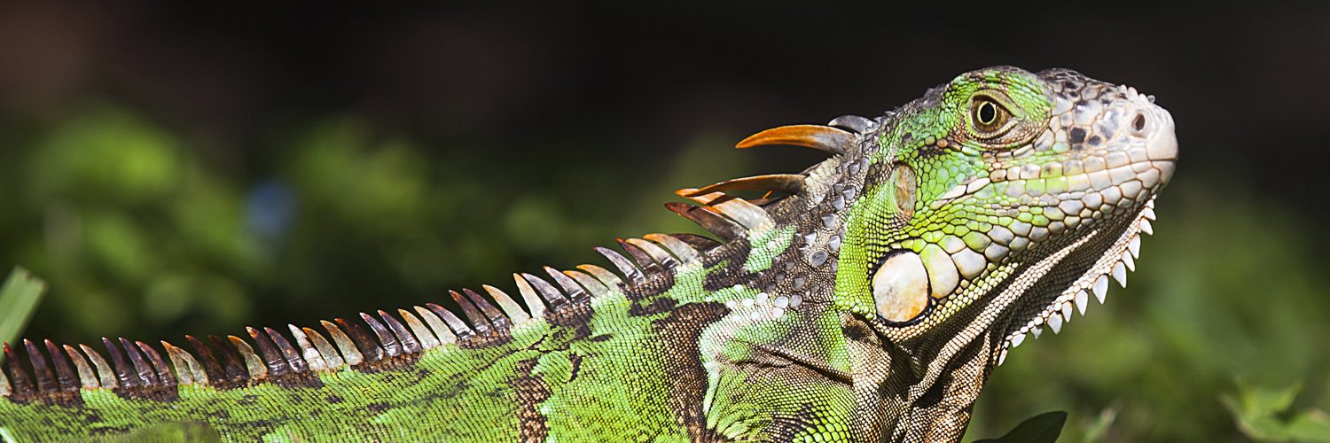 JesperLandby's profile banner image