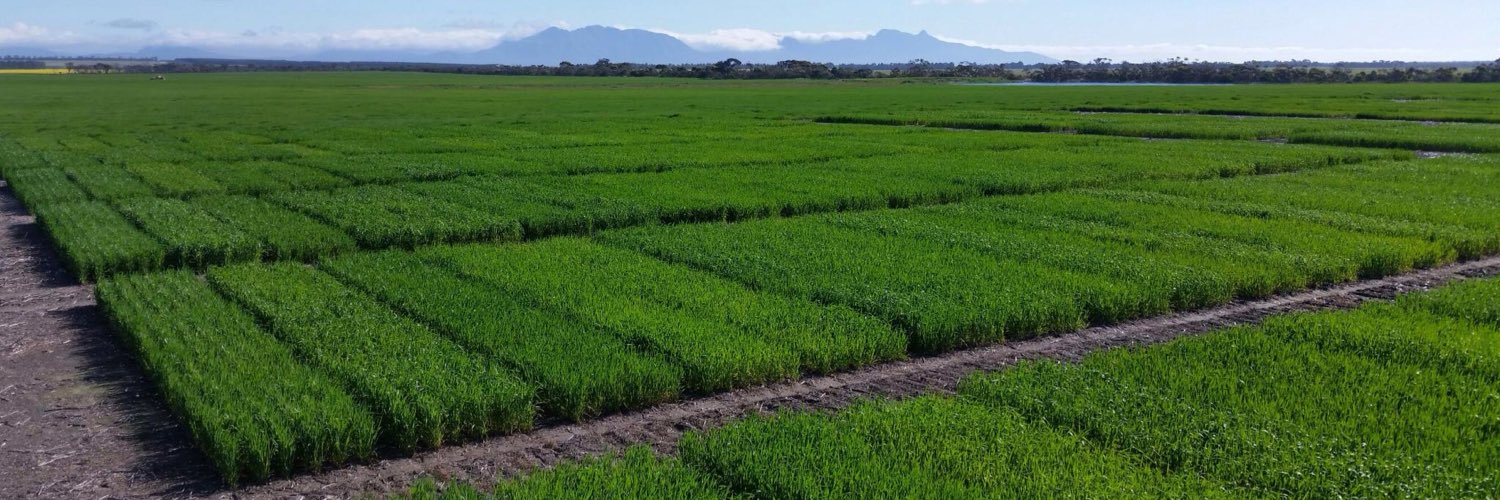 Curtis Liebeck banner