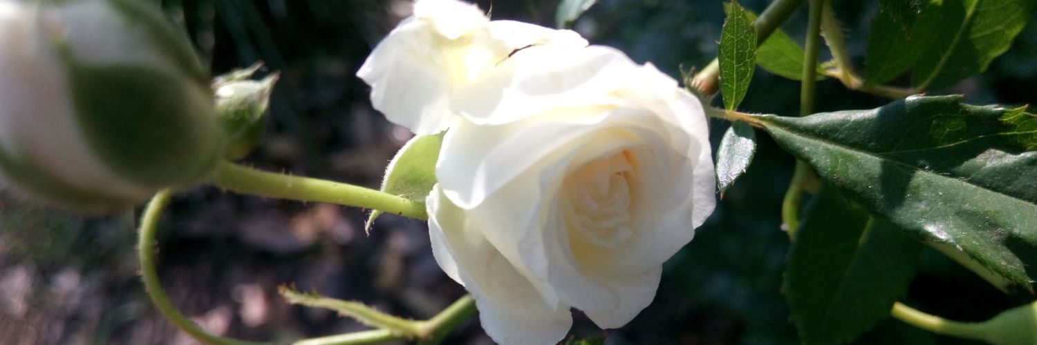 YSAWALE's profile banner image