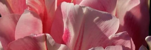 hasaniz's profile banner image