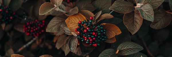 tuanphamit Profile Banner