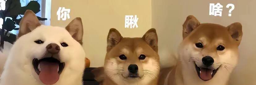 程依朵er banner