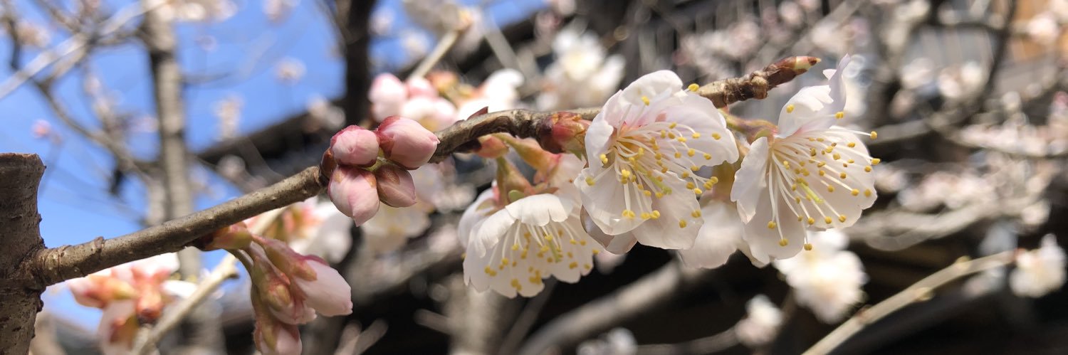 さくらさん🌸 banner