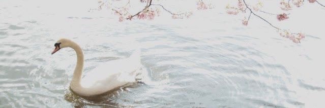 ᴇᴍᴍᴀ sᴡᴀɴ ☕︎⚔︎♛❀ banner