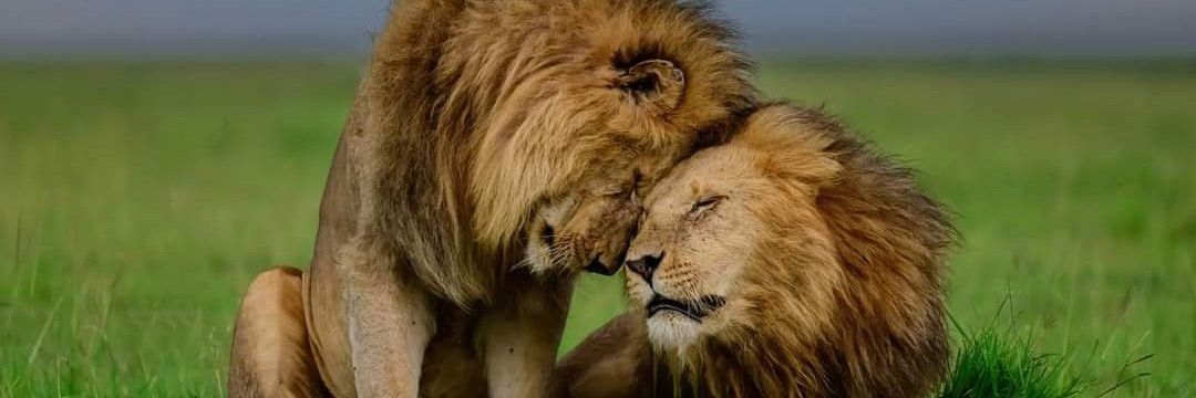 LION LOVERS's banner