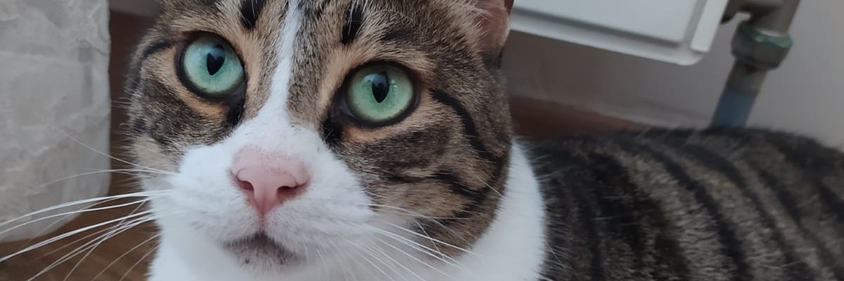 KeskekTurk's profile banner image