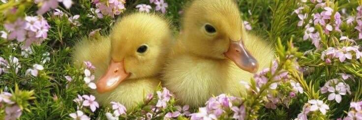 fluffyduck_animations 🐥 C0MMS OPEN!!'s banner
