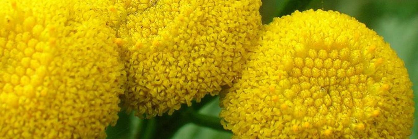 herbalresource1's profile banner image